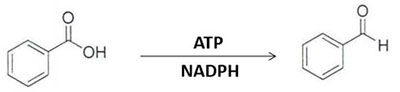 Carboxylic acid reductase (CAR) 1