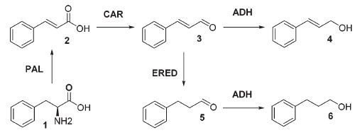I-Carboxylic acid reductase (CAR)2