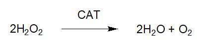 Katalaza CAT2