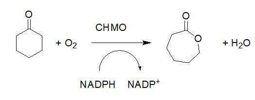 Cyclohexanon monooxygenase CHMO2