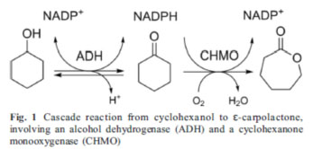 Циклогексанонмонооксигеназа CHMO3