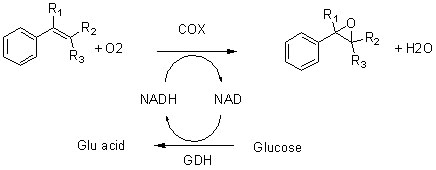 Cyklooxygenáza COX3