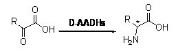 D-aimínaigéad dehydrogenase