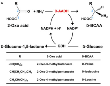 D-aminosyredehydrogenase3