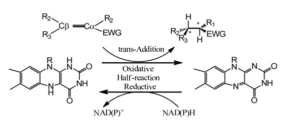 Ene reductase ERED1