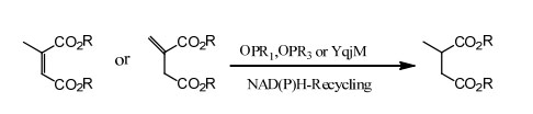 Ene reductase ERED4