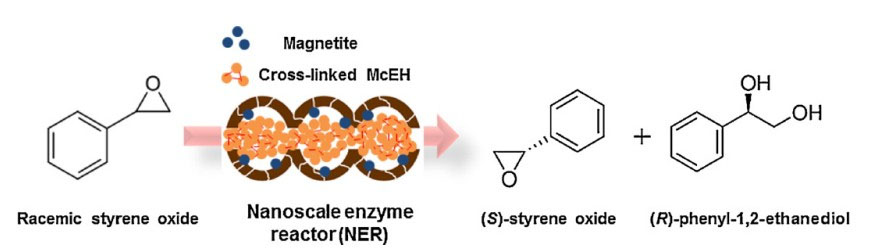 Epoxidhydrolase EH3