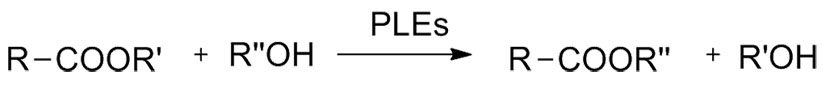 Esterase&lipase (PLE&CALB)1