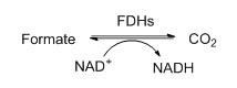 Formate dehydrogenase (FDH) 0