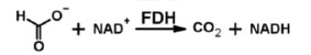 Whakahōputu dehydrogenase (FDH)2