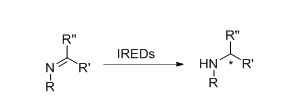 Imina redutase (IRED)