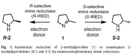 Imine reduktase (IRED)3