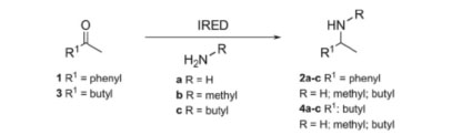 Imine reductase (IRED) 4