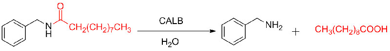 Immobilizált CALB8