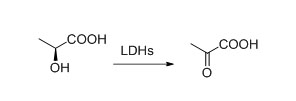 Instrucións da lactato deshidroxenase LDH