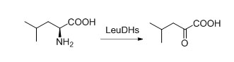 Leucina deshidrogenasa LeuDH