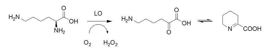 Lysinoxidase LO