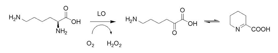 Лізін-аксідаза LO