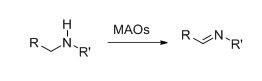 Моноамин оксидаза (MAO)