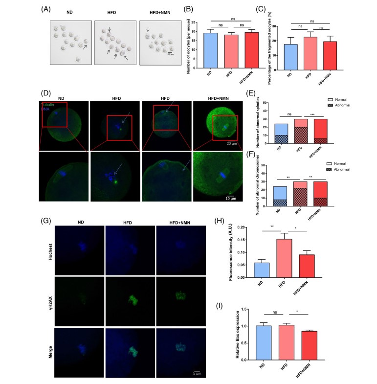 A nova scuperta NMN pò migliurà i prublemi di fertilità causati da l'obesità-4