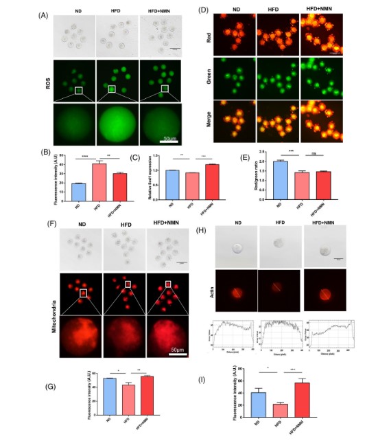 Nova inventio NMN problemata fertilitatis causata ab ADIPS-5 . emendare potest