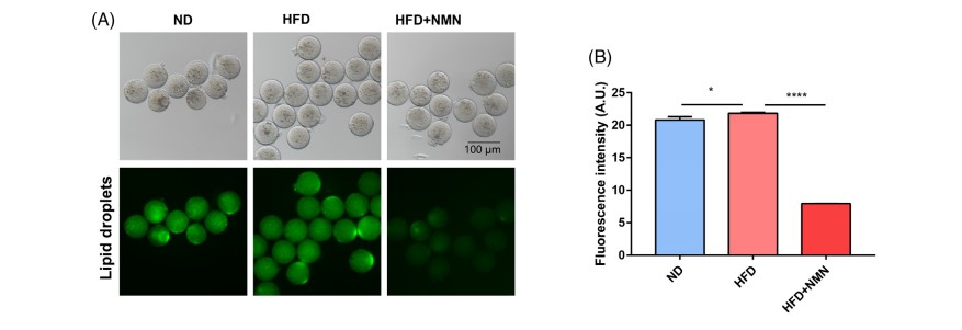Новае адкрыццё NMN можа палепшыць праблемы з фертыльнасцю, выкліканыя атлусценнем-6