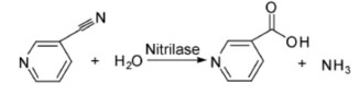 Nitrilase NIT3