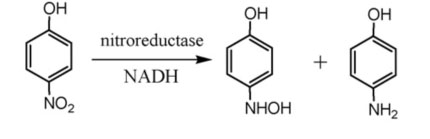 I-Nitro reductase NTR4