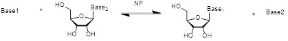 Нуклозид фосфорилза NP