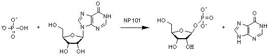Nucloside phosphoryalse NP2