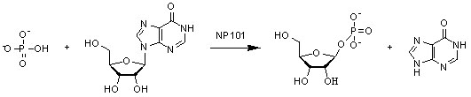Нуклозид фосфоријалза NP2