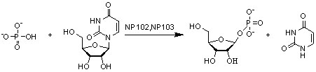 Nuklozid fosforialza NP3