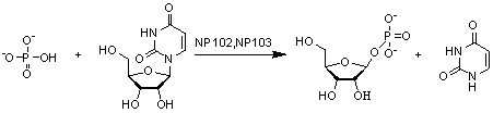 Nucloside fosforyaalse NP3