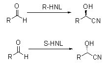 Оксинитрилазы HNL