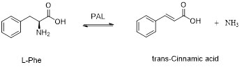 amonia lyase phenylalanine (PAL)