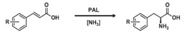 Phénylalanine ammoniaque lyase (PAL)4