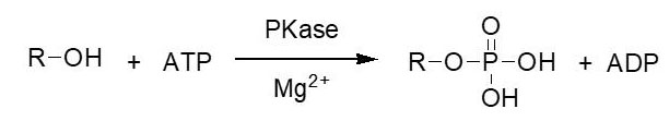 Fosfokináza PKáza