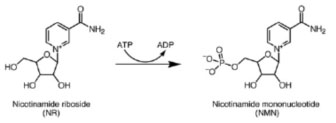 Phosphokinase PCase3