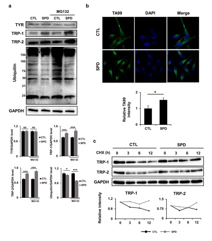 La investigació científica expressa l'Espermidina pot tractar la hipopigmentació-2