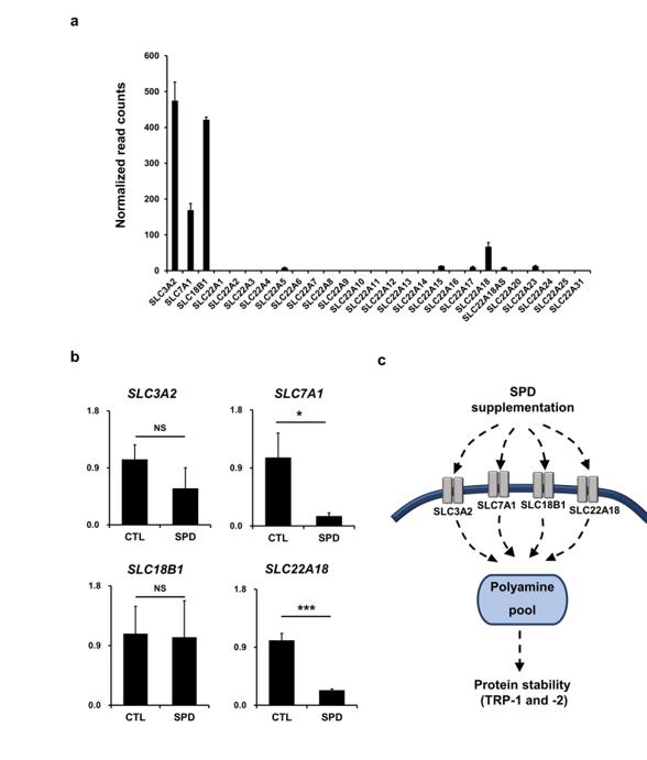 Vetenskaplig forskning uttrycker Spermidine kan behandla hypopigmentering-3