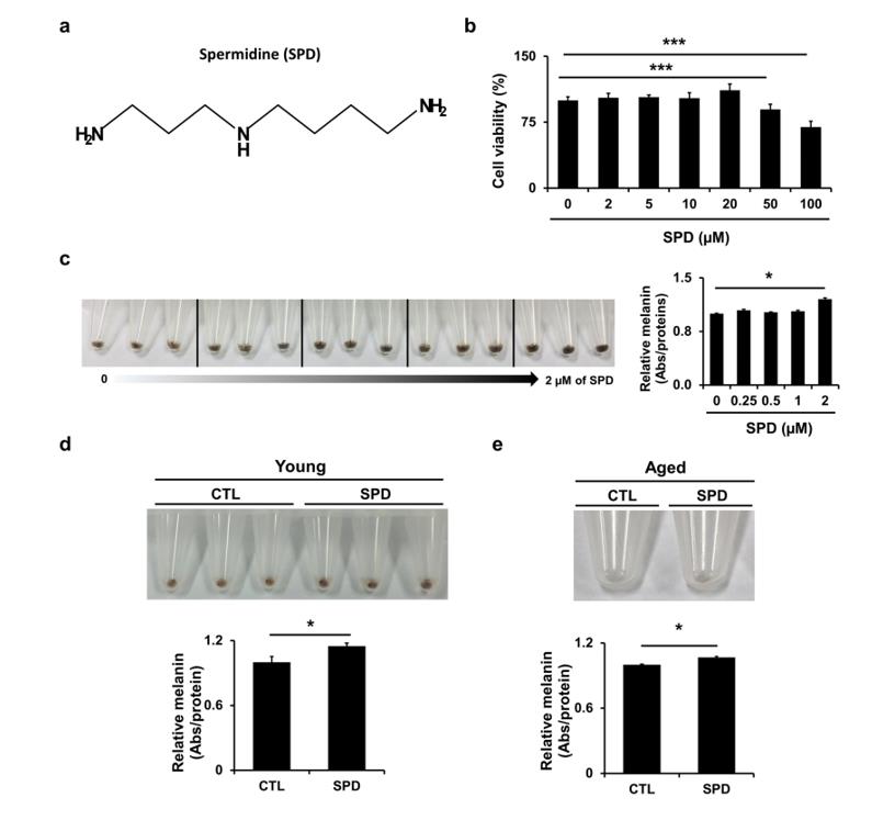 Binciken kimiyya ya bayyana Spermidine na iya magance hypopigmentation