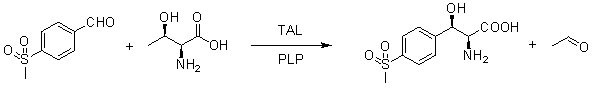 Transaldolaz TAL2