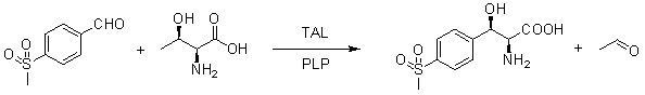 Transaldolasa TAL2