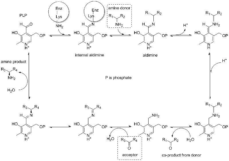 Transaminase ATA1