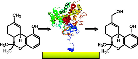 cpyUmzekelo2