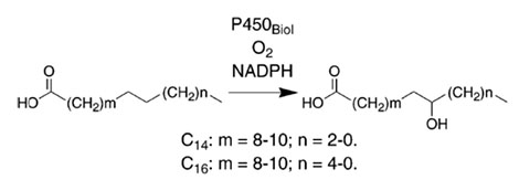 cpyEkzemplo3