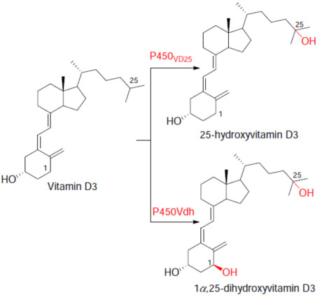 cpyExample4