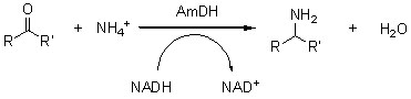 Acerca da amina deshidroxenase 2