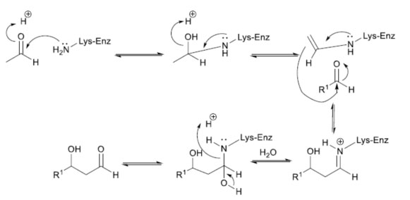 Catalytic mechanism