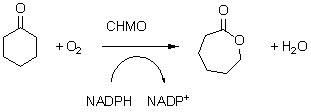 Циклогексанон монооксигеназа CHMO1